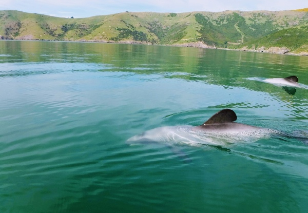 Two-Hour Sea Kayaking Tour in Akaroa for One Person