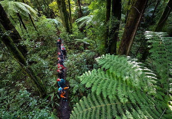 Three-Hour Original Rotorua Canopy Tour & GoPro Footage Combo for an Adult - Options for a Child Available