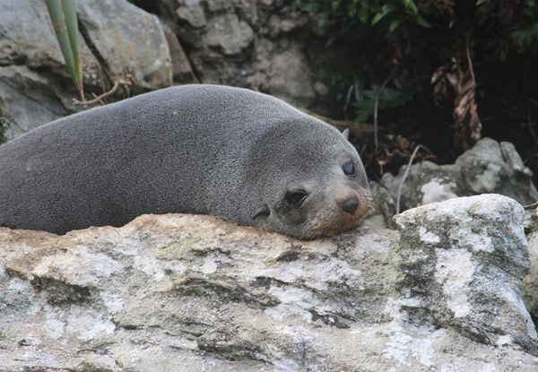 Two-Hour Morning or Lunchtime Milford Sound Cruise - Options for up to Four People & Family Pass