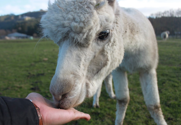 Farm Tour at Rotorua Heritage Farm - Options for Adult, Child or Family Pass