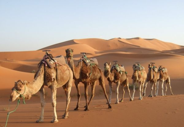 Per-Person Twin-Share Eight-Day Egypt Adventure incl. Meals as Indicated, Transport, & More