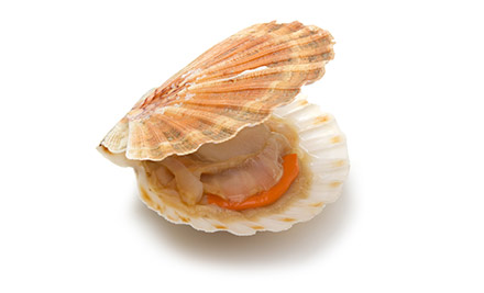 Scallop Season Diving for One - Option for Two People