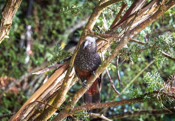 Twin-Share Three-Day Stewart Island Exhale for Two Incl. Return Flights, Accommodation & Rental Car