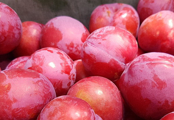2.5kg of Hawke's Bay Red Beaut Plums - North Island Delivery