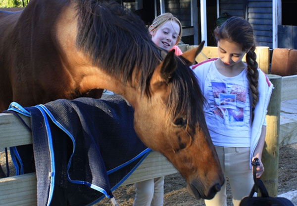One-Hour Group or 30-Minute Private Horse Riding Lessons - Options for up to Three Group or Private Lessons