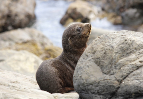 One-Night Kiwi Spotting Tour & Stay for Two People on Kapiti Island incl. Ferry Transport, Introductory Talk, DOC Permits, Dinner, Breakfast & Lunch - Option for Two-Night Stay