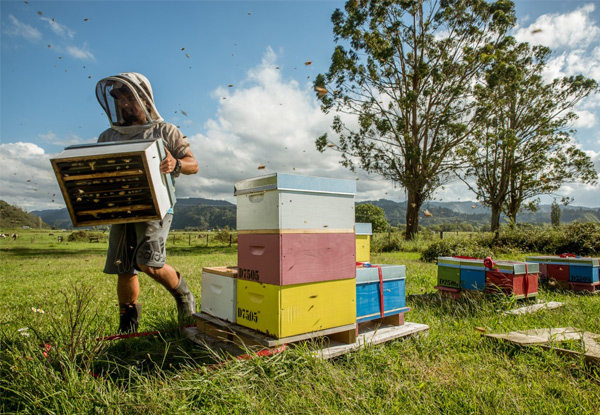 Beekeeping Teaser Experience incl. Take-Home Honey - Options for Half-Day Be a Beekeeper, Full-Day or Help Prepare Beehives for the Nectar Flow or Harvest Honey