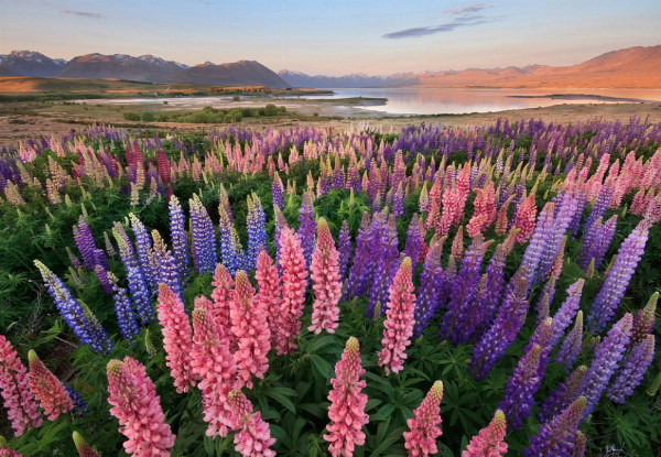 Two-Hour Lake Tekapo High Country 4WD Van Guided Farm Tour  - Options for up to 10 People
