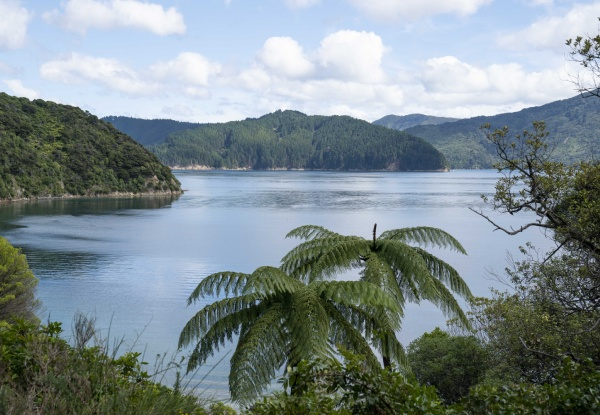 Five-Day Unseen Queen Charlotte Sound Cruise incl. Onboard Meals, Complimentary House Drinks, Pre/Post Cruise Transfers - Per Person, Twin Share