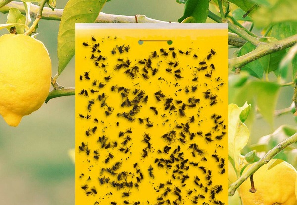 10-Piece Dual-Sided Insect Sticky Traps