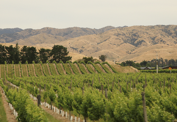 Escape to Marlborough Half-Day Wine Tour for One Person - Options for up to Six People & Full Day Tour