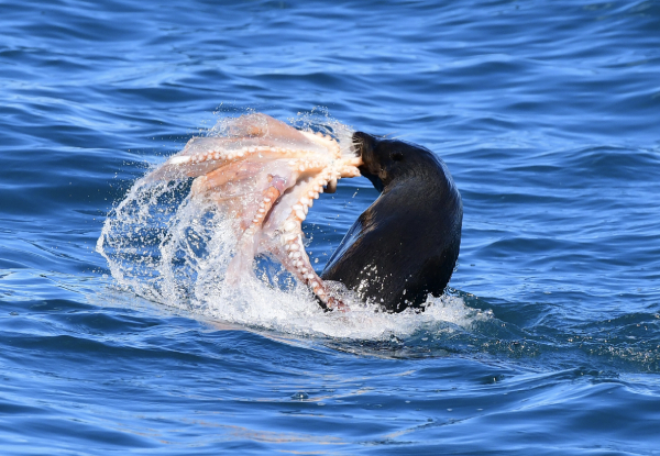 Two & Half-Hour Akaroa Scenic Coastal Cruise Adult Pass - Options for Child or Family Pass - Valid from 1st November 2024