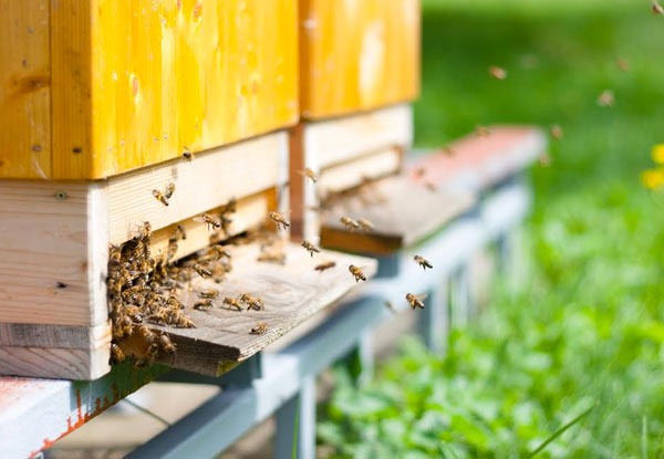 $57 for a One-Month Beehive Rental, or $150 for Four-Months