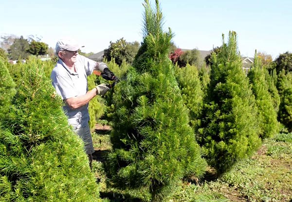 $35 for a 5-6ft High Christmas Tree incl. Free Delivery Auckland Wide