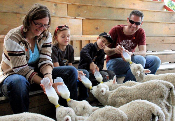 Full-Day Pass to SheepWorld incl. All Shows - Options for One, or Two Adults, Child & Family Entry