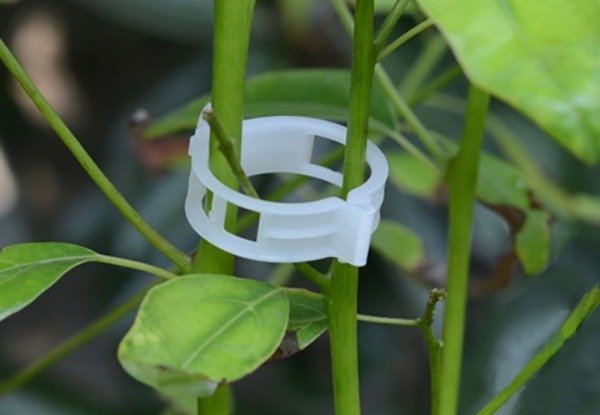 50-Pack of Vine Clips with Free Delivery