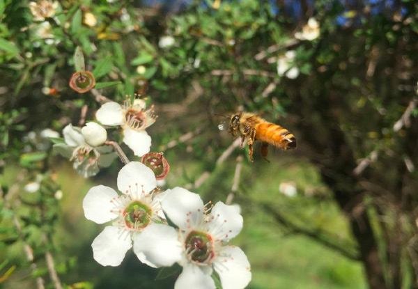 Ahititi Manuka Honey MGO 83+ Manuka Honey Index 5+ - Options for up to 24-Jars