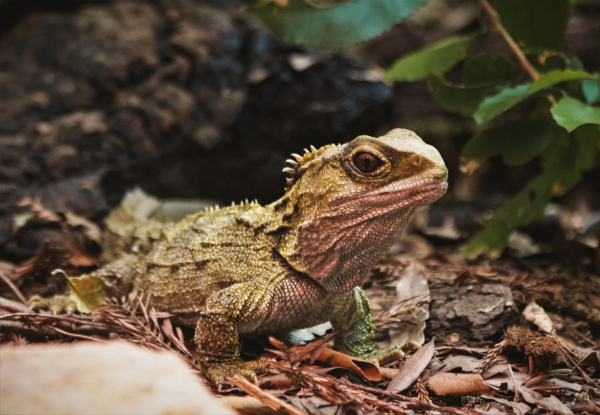 Up to 40% Off, Visit Pukaha National Wildlife Centre - Options for a Family Guided Experience, Premium Half Day Experience for Two Adults, or Single Adult Entry with Morning or Afternoon Tea