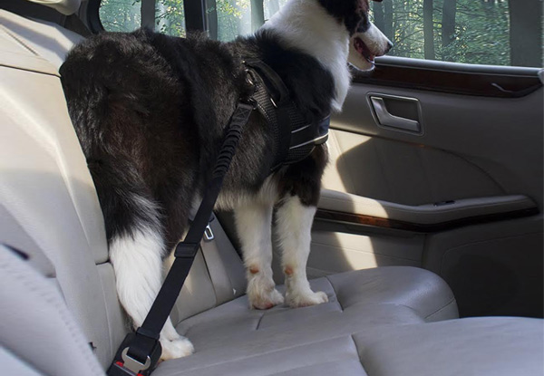 Two-Pack of Adjustable Pet Car Seat Belts