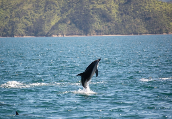 Pelorus Mail Boat Scenic Cruise Through the Marlborough Sounds - Option for Adult or Child