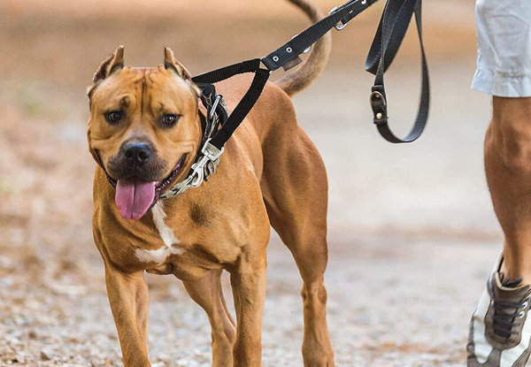 Dual Lead Walk Dog Leash - Available in Three Colours & Three Sizes