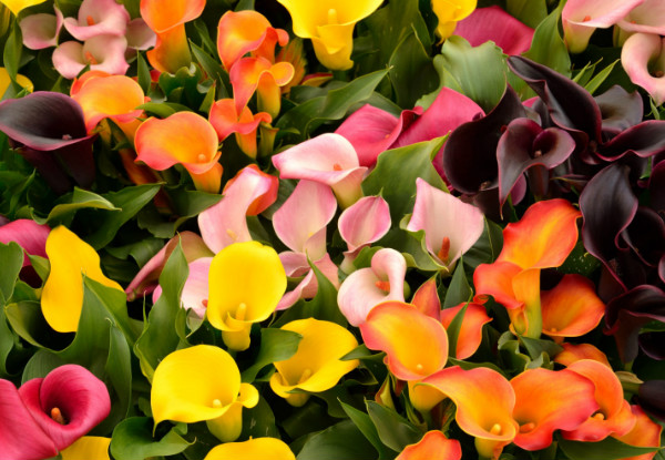 five colourful calla lily flower bulbs - options 25 available