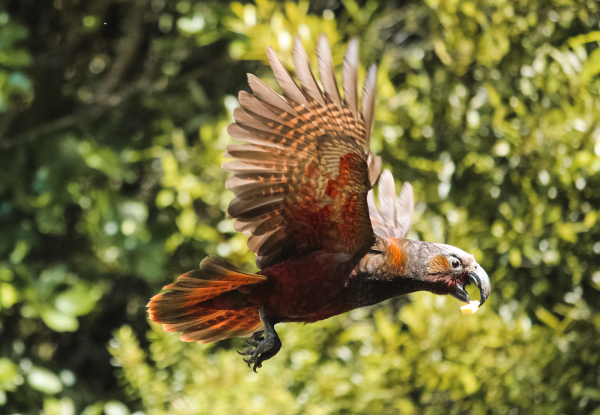 Up to 40% Off, Visit Pukaha National Wildlife Centre - Options for a Family Guided Experience, Premium Half Day Experience for Two Adults, or Single Adult Entry with Morning or Afternoon Tea