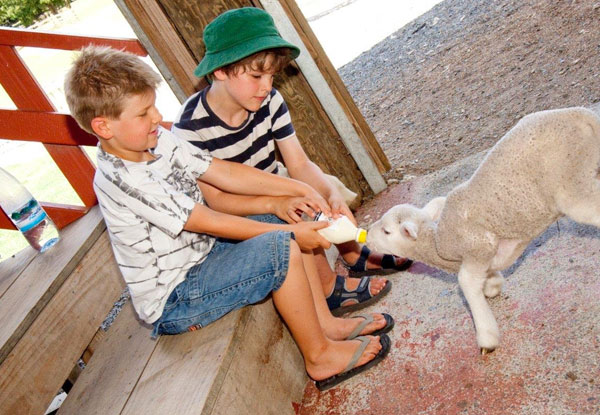 Full-Day Adult Pass to SheepWorld incl. All Shows - Options for Two Adults, Child or Family