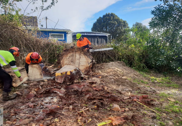 Two-Man Crew for Two Hours of Professional Tree Work Services incl. Tree Pruning, Shaping, Hedge Trimming, & Mulching - Option for Three Hours