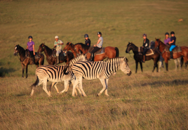 Per-Person Twin-Share for a Four-Night Luxury Full Board South Africa Safari Tour incl. Game Drive, Bird Hide Experience at Botlierskop Private Game Reserve - Option for Six Nights