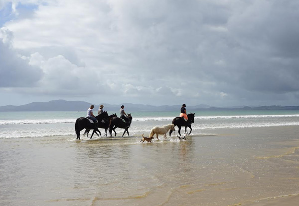 1.5-Hour Beach Horse Trek Along Tokerau Beach, Far North for One Person - Option for Two People