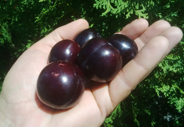 4kg of Hawkes Bay Black Doris Plums with Free Delivery