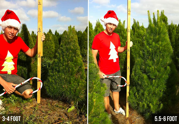 Pre-Order a Fresh Xmas Tree incl. Removal After Xmas - Three Sizes & Four Pick-up Locations Available - Option to Include Stand