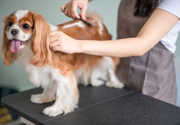 Online Dog Grooming Professional Diploma Course