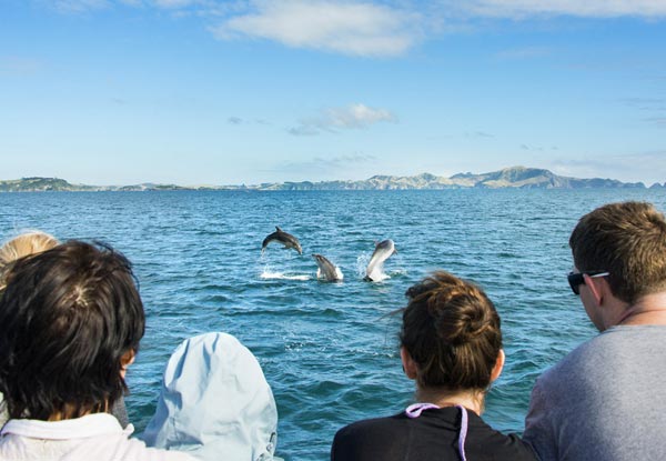 Discover the Bay - Hole in the Rock Cruise incl. BBQ Lunch & Island Stop-Over with Options for Child or Two Adults