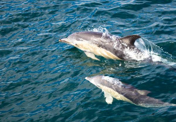 Half-Day Dolphin & Wildlife Cruise for One Person - Option for Child