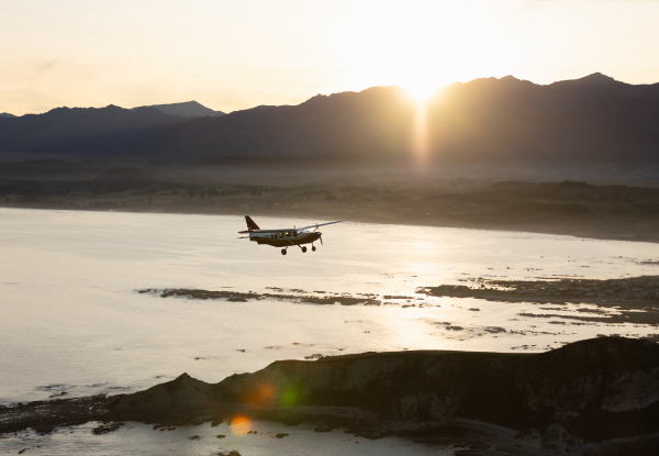 20% Off Adult Fares on a 30-Minute Whale Watch Flight - Option for Private Hire for up to Seven Passengers