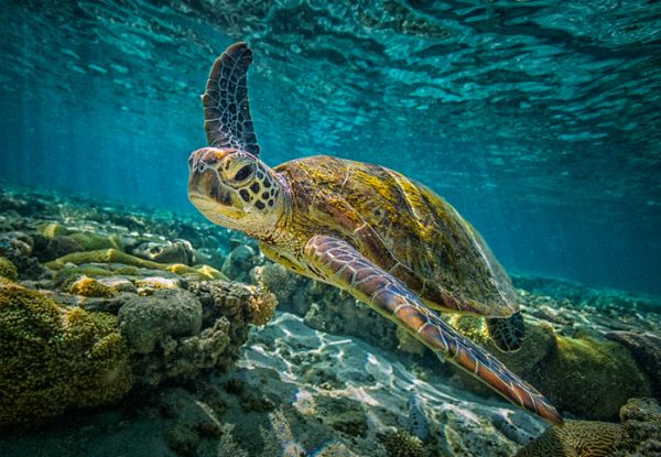 Per-Person Twin-Share, Eight-Night Fly/Stay/Cruise Great Barrier Reef Discovery incl. Return Airfares & One-Night Pre-Cruise Accomodation from Auckland to Brisbane & Onboard Meals & Entertainment