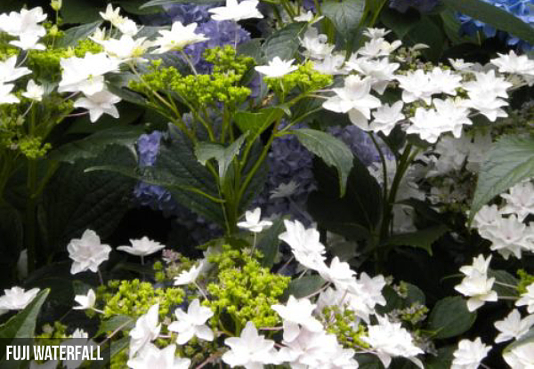 Large Hydrangea Plant - Five Options Available & Option for Three
