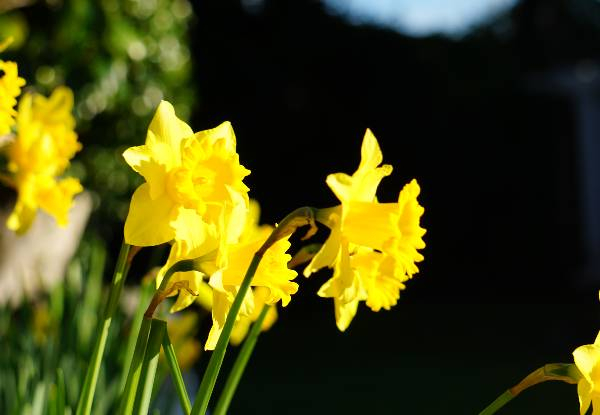 Romantic Spring Waitakere Retreat for Two People in a Deluxe Room incl. Late Checkout, Cooked Breakfast & Three-Course Set Menu Dinner - Options for up to Three Nights