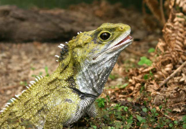 One Adult Entry to The West Coast Wildlife Centre - Options for Child Pass or Family Pass, & to incl. Tuatara & Kiwi Backstage Tour