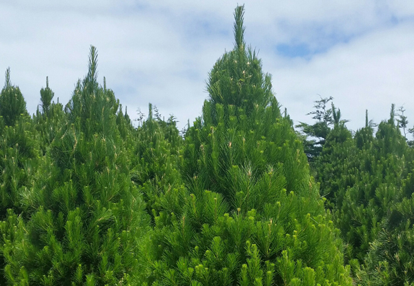 Premium Christmas Tree - Four Sizes Available with Delivery or Pick-Up Options - Auckland Only - Delivered in time for Christmas!