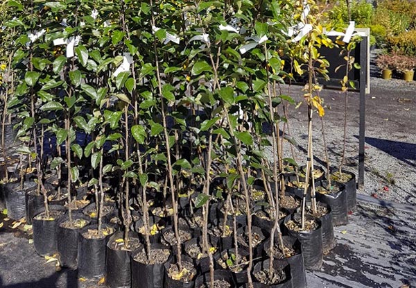Four Fruit Trees incl. Full Training & Growing Instructions, PLUS Slow Release Fertilizer Tablets