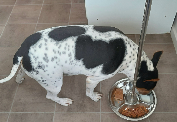 Extendable Pet Feeding Dish