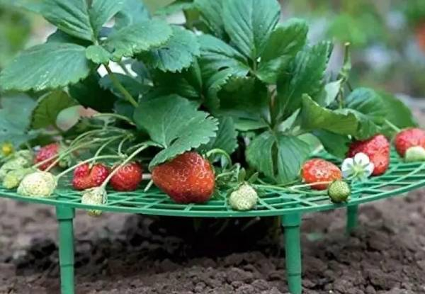 Five-Pack Strawberry Garden Support Frame