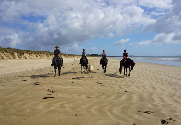 1.5-Hour Beach Horse Trek Along Tokerau Beach, Far North for One Person - Option for Two People