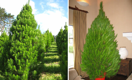 the christmas tree company grabone nz the christmas tree company grabone nz