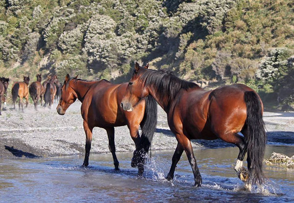 $60 for a Two-Hour Horse Ride – Options for up to Six People (value up to $570)