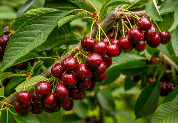 $39 for a 2kg Box of Fresh Central Otago Premium Quality Cherries Delivered to Your Door in Time for Christmas