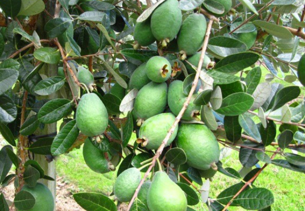 1.5kg of Export-Quality Large Feijoas - Options for 3kg or 5kg
